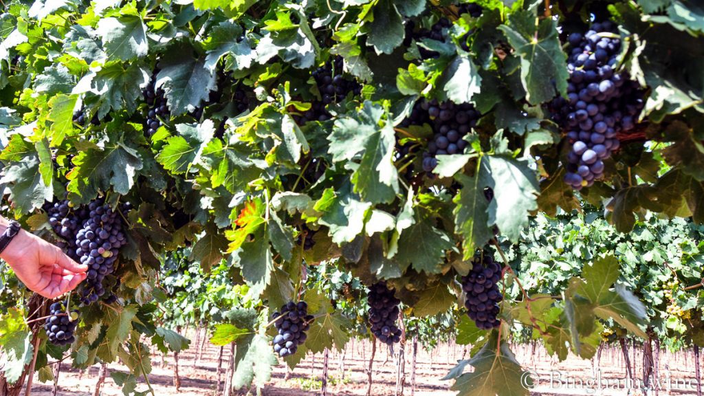 10.08.30_grapes_026-1200-web-16x9-1 | Bingham Family Vineyards red grapes on the vine bingham family vineyards meadow Texas