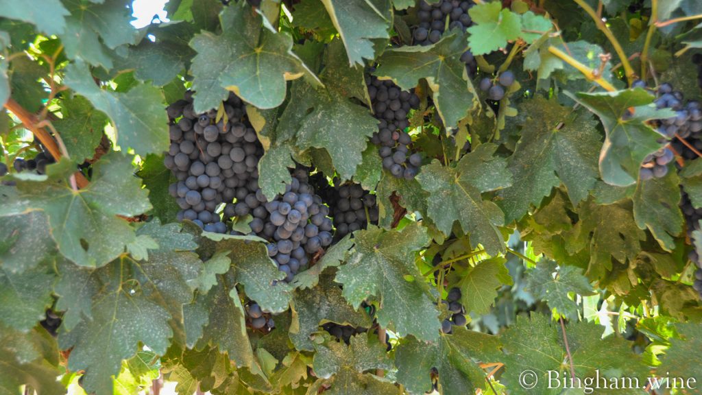 10.08.30_grapes_029-1200-web-16x9-1 | Bingham Family Vineyards Tempranillo grapes ripening on the vines at Bingham Family Vineyards in 2010.