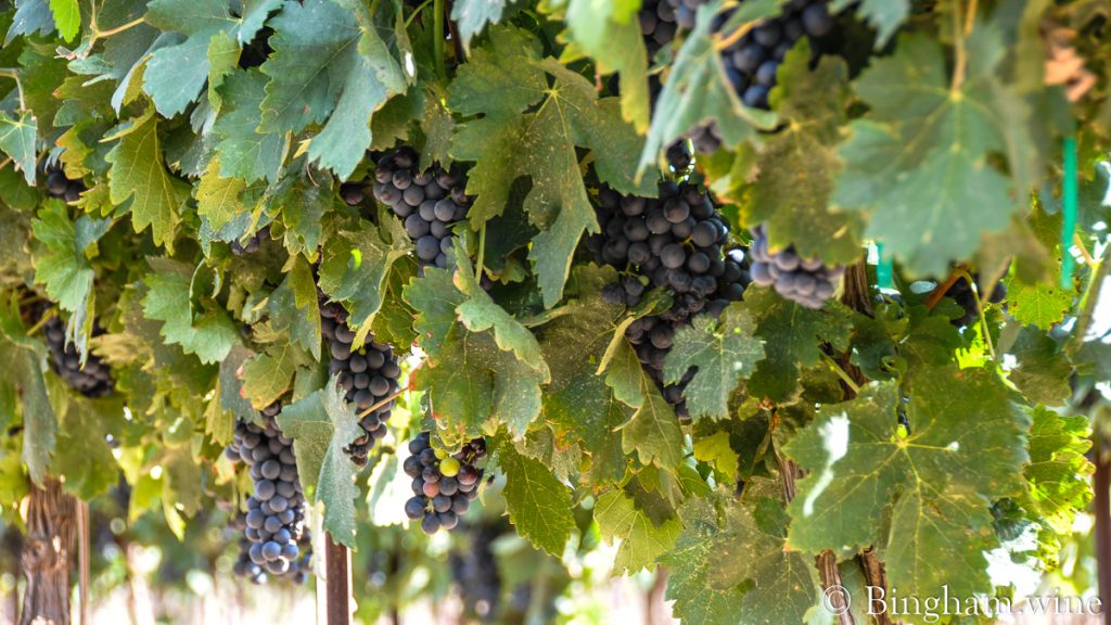 10.08.30_grapes_031-1200-web-16x9-1 | Bingham Family Vineyards Tempranillo grapes ripening on the vines at Bingham Family Vineyards in 2010.