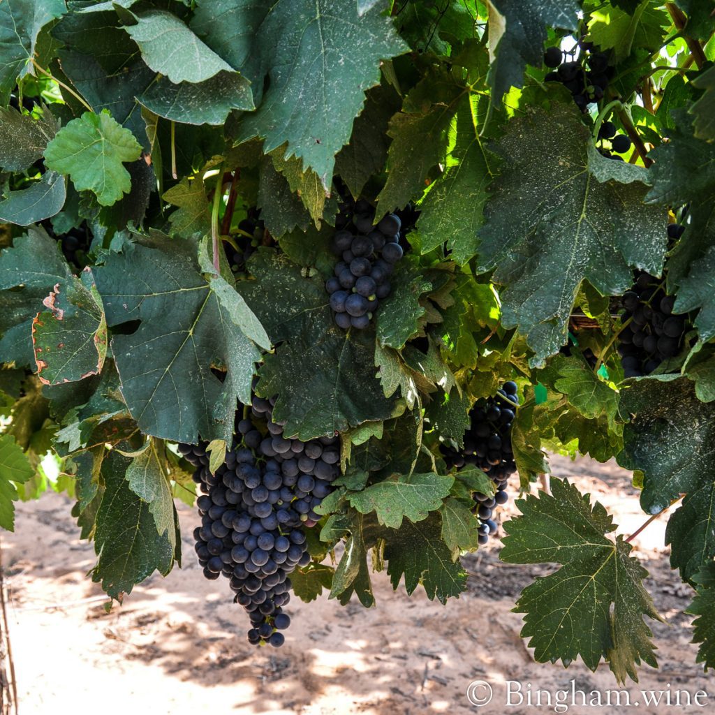 10.08.30_grapes_038.1200.web_.1x1 | Bingham Family Vineyards And rows and rows of Texas Tempranillo!