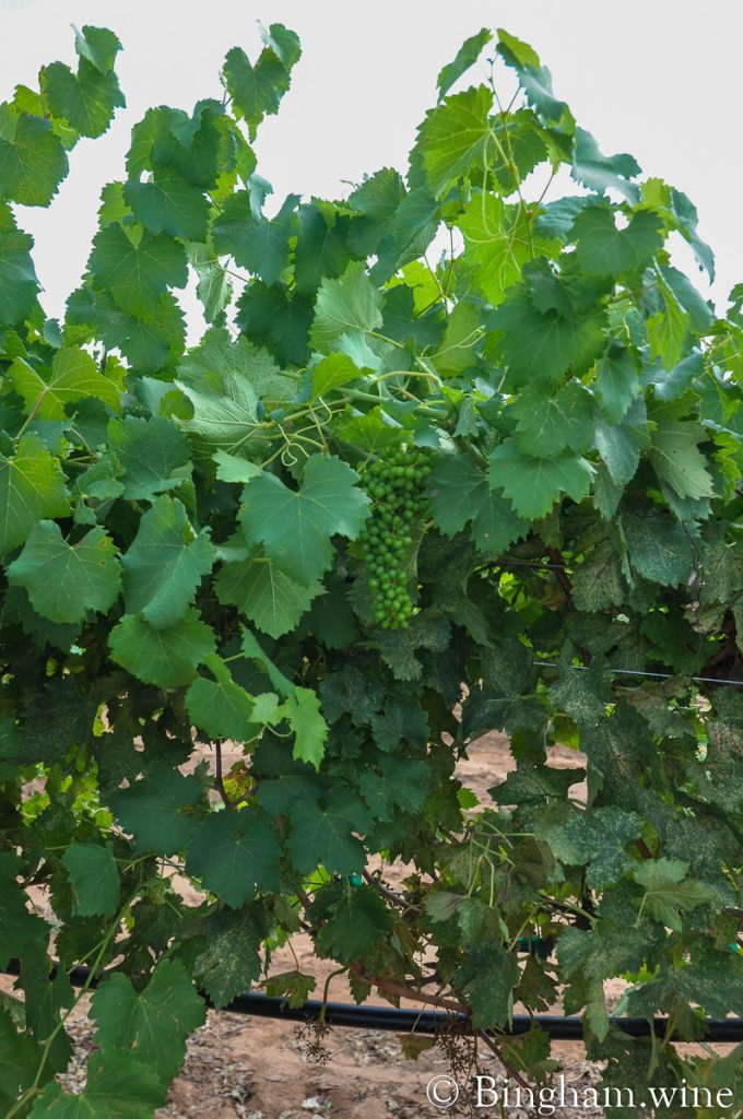 10.08.30_grapes_040.1200.web_ | Bingham Family Vineyards Unripe grapes left on the vines after the mechanical harvester has gone through the rows and harvested grapes at Bingham Family Vineyards.