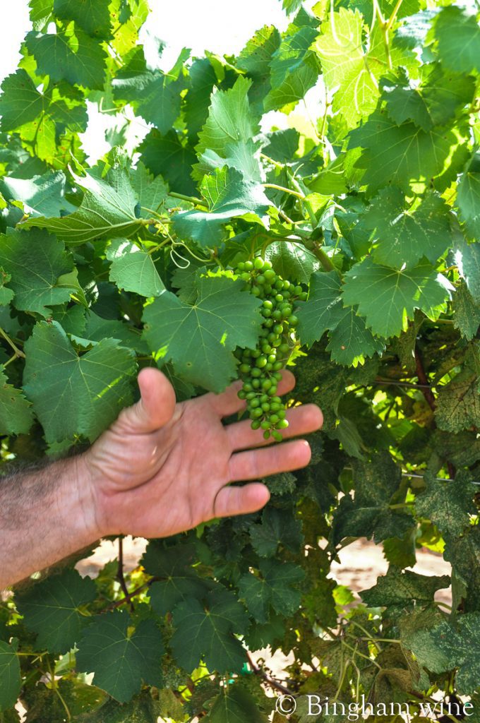 10.08.30_grapes_044.1200.web_ | Bingham Family Vineyards Unripe grapes left on the vines after the mechanical harvester has gone through the rows and harvested grapes at Bingham Family Vineyards.