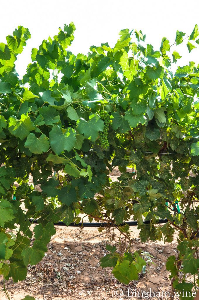 10.08.30_grapes_045.1200.web_ | Bingham Family Vineyards Unripe grapes left on the vines after the mechanical harvester has gone through the rows and harvested grapes at Bingham Family Vineyards.