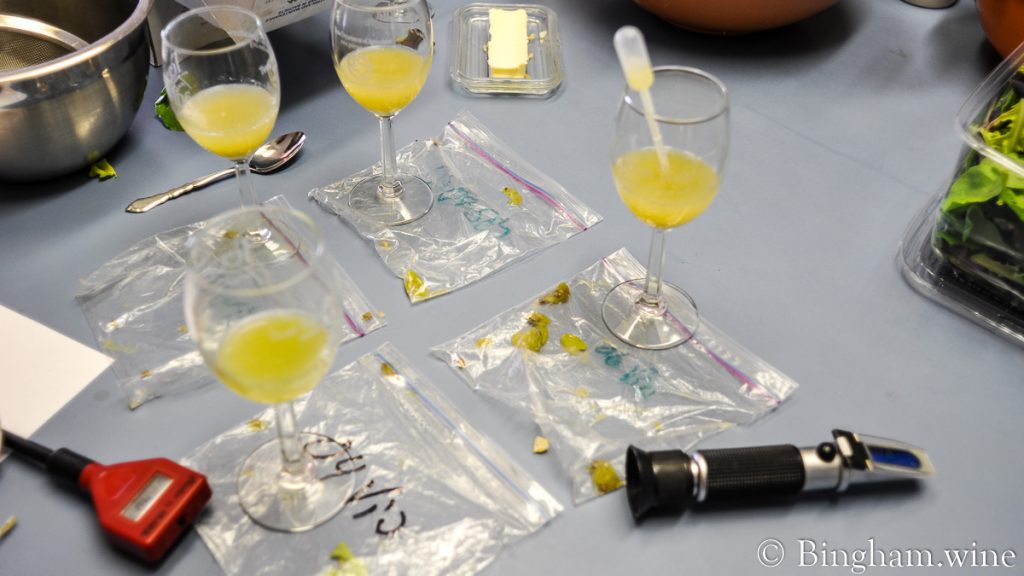 10.08.30_grapetesting_013-1200-web-16x9-1 | Bingham Family Vineyards Testing grapes for ripeness on the Bingham's kitchen table.