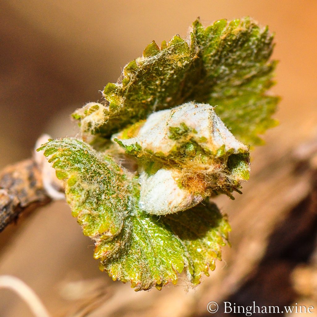 14.04.08_Vineyards_037-1200-web-1x1-1 | Bingham Family Vineyards vine closeup in vineyard