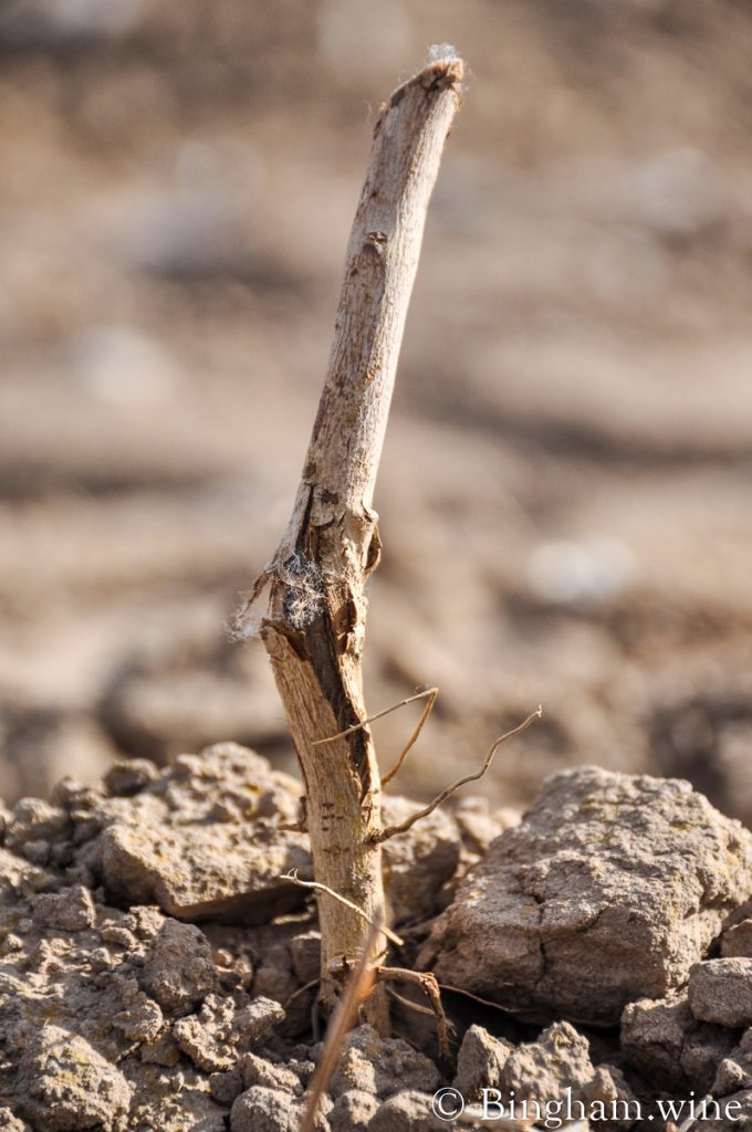 14.04.16_grape-planting_002.1200.web_ | Bingham Family Vineyards grape sapling closeup in vineyard