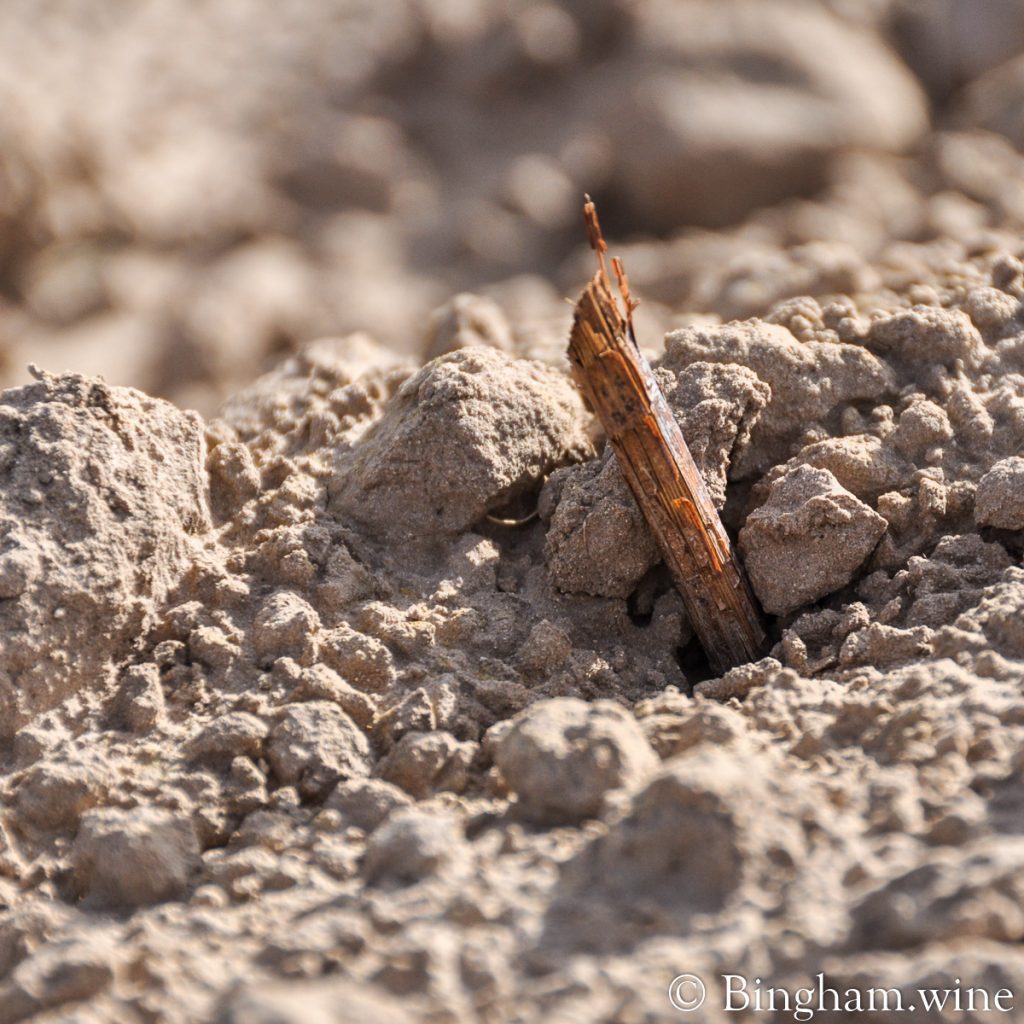 14.04.16_grape-planting_005.1200.web_.1x1 | Bingham Family Vineyards new vineyard planting just poking out of the ground