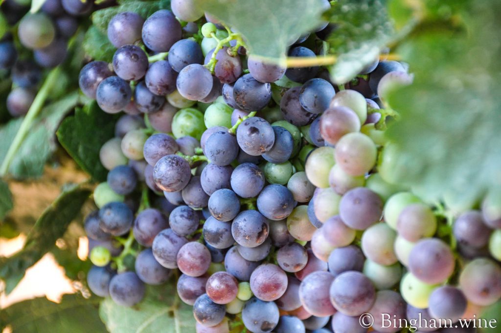 20100727_0068-1200-web-1 | Bingham Family Vineyards red grapes on the vine bingham family vineyards meadow Texas
