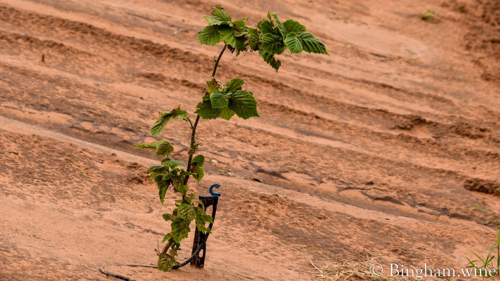 21.07.26_truffles_002-1200-web-16x9 | Bingham Family Vineyards baby tree for truffles bingham family vineyards meadow Texas