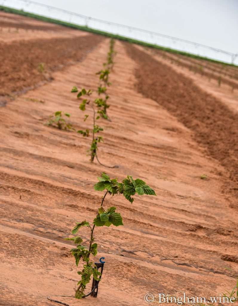 21.07.26_truffles_002.1200.web | Bingham Family Vineyards baby tree for truffles bingham family vineyards meadow Texas