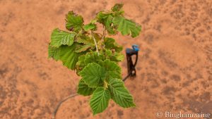 baby tree for truffles bingham family vineyards meadow Texas