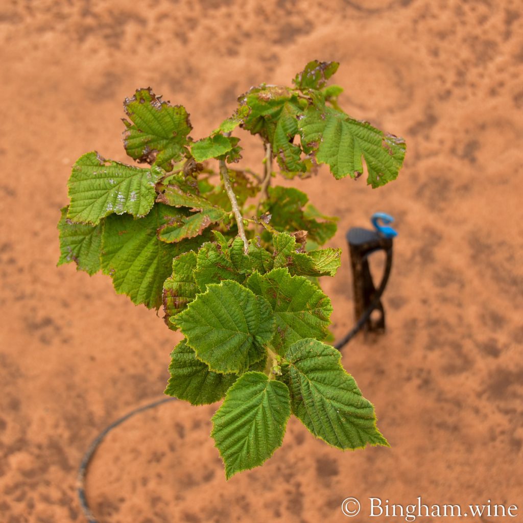 21.07.26_truffles_004.1200.web.1x1 | Bingham Family Vineyards baby tree for truffles bingham family vineyards meadow Texas