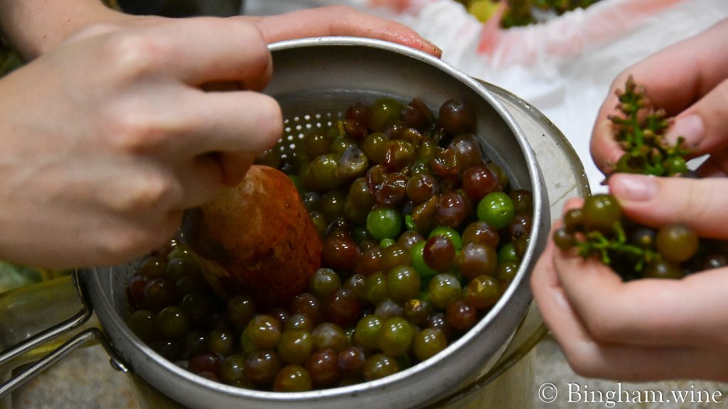 21.08.11_winerytesting-grapes_009-1200-web-16x9-1 | Bingham Family Vineyards Juicing grapes with a cone strainer and pestle set after grapes are plucked from the stems.