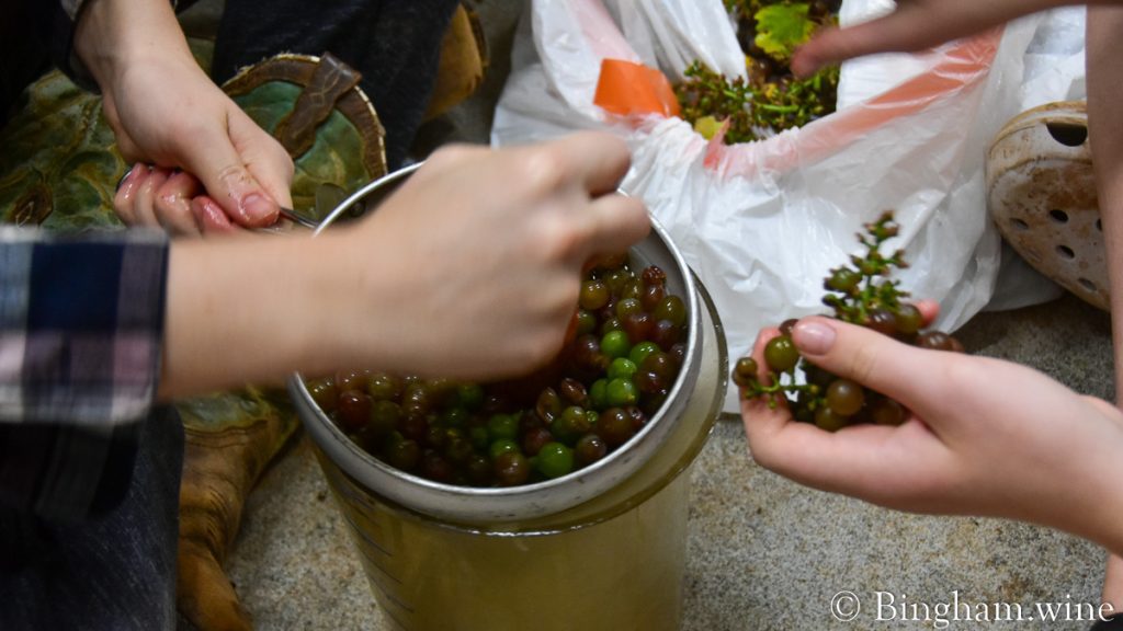 21.08.11_winerytesting-grapes_010-1200-web-16x9-1 | Bingham Family Vineyards Juicing grapes with a cone strainer and pestle set after grapes are plucked from the stems.
