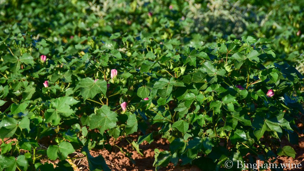 21.08.16_cotton_006-1200-web-16x9-1 | Bingham Family Vineyards Pink cotton blooms showing through the cotton plant.