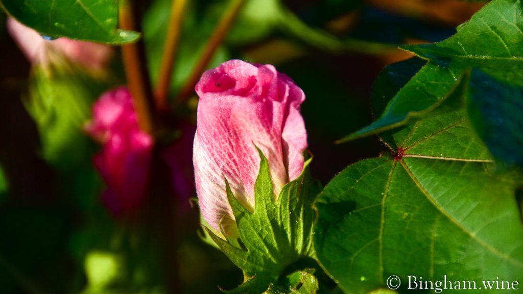 21.08.16_cotton_012-1200-web-16x9-1 | Bingham Family Vineyards Pink cotton bloom showing through the cotton plant at Bingham Organic Farm.