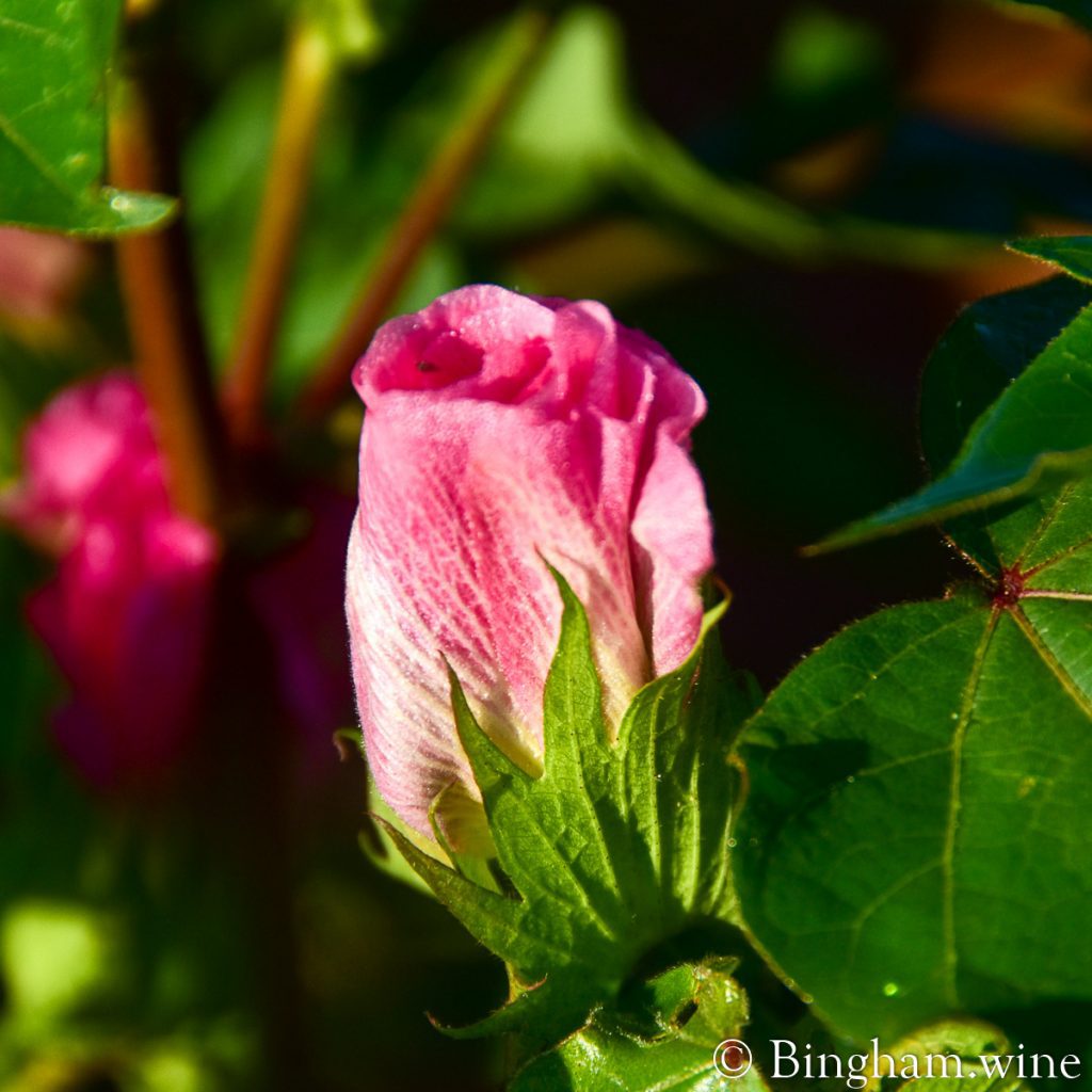 cotton bloom growing in the organic cotton field of Bingham Family Vineyards