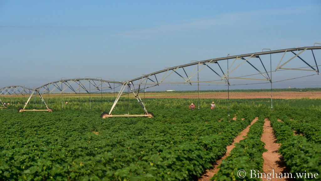 21.08.16_cotton_034-1200-web-16x9-1 | Bingham Family Vineyards Workers hoeing in the organic cotton field at Bingham Organic Farm.