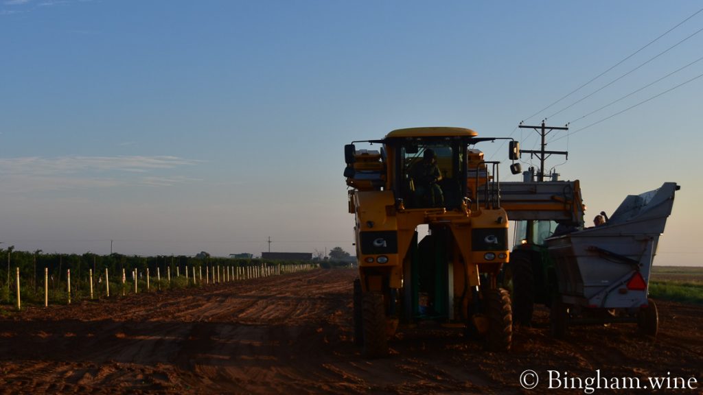 21.08.16_harvestgrapes_006-1200-web-16x9 | Bingham Family Vineyards Grapeharvest harvesting at Bingham Family Vineyards