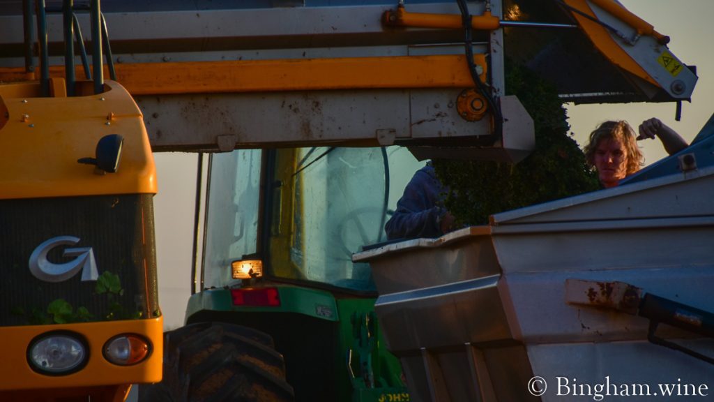 21.08.16_harvestgrapes_010-1200-web-16x9-1 | Bingham Family Vineyards grapes being transfused to dump cart