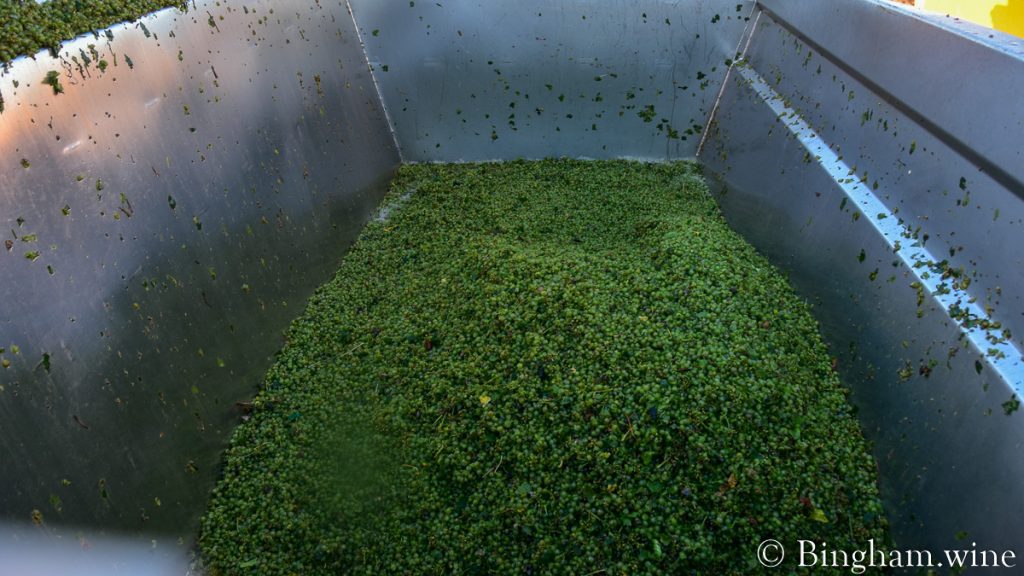 21.08.16_harvestgrapes_019-1200-web-16x9-1 | Bingham Family Vineyards Load of Abarino grapes in a dump cart after being harvested at Bingham Family Vineyards.