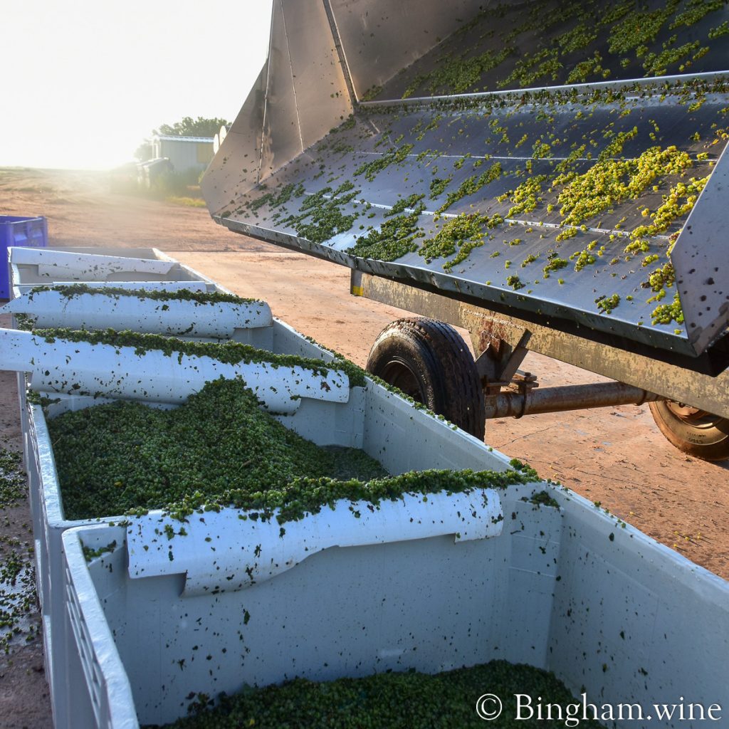 21.08.16_harvestgrapes_039.1200.web_.1x1 | Bingham Family Vineyards grape being dumped into tots