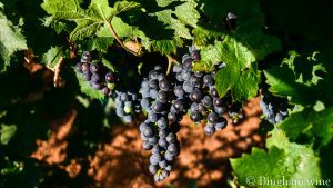 Cabernet Sauvignon grapes growing at Bingham Family Vineyards
