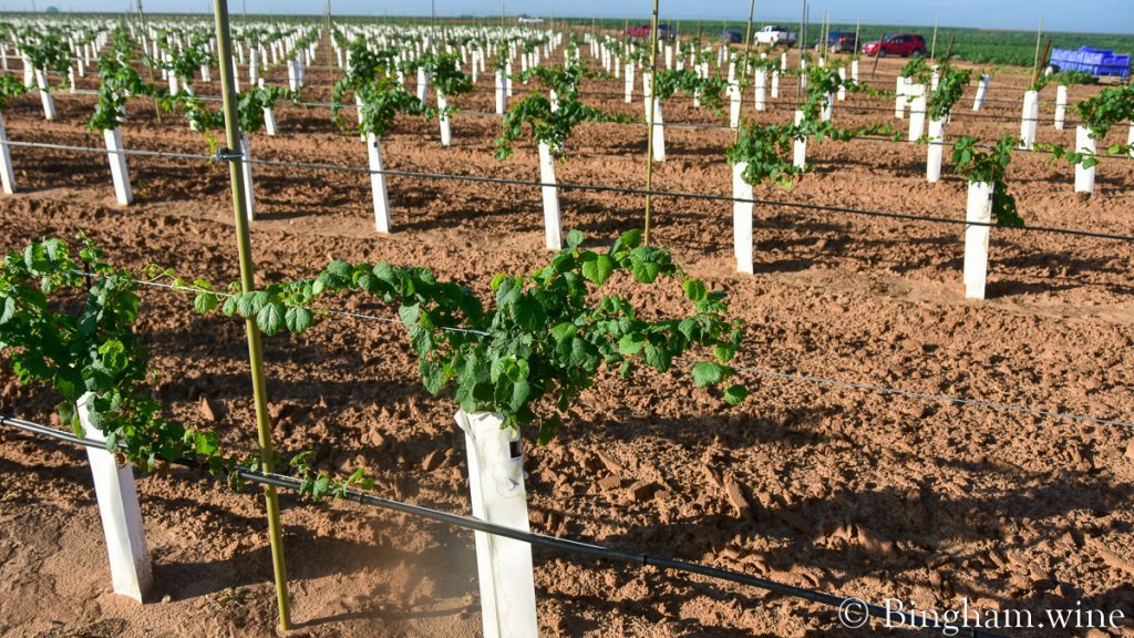 21.08.16_vineyards_030-1200-web-16x9-1 | Bingham Family Vineyards rows of first leaf grape vines