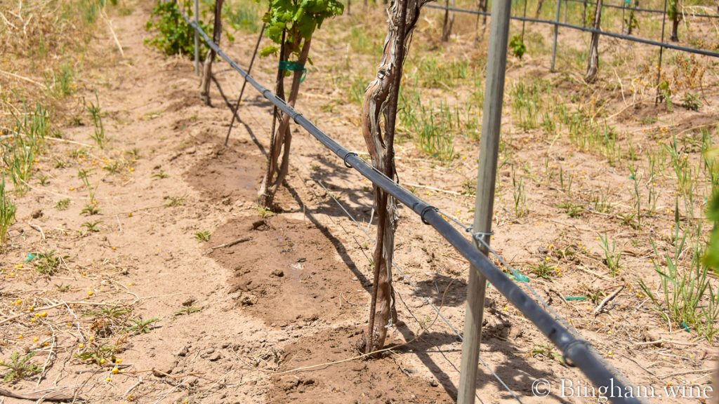 22.04.25_vineyard.drip_014-1200-web-16x9-1 | Bingham Family Vineyards Drip tape watering the vines at Bingham Family Vineyards.