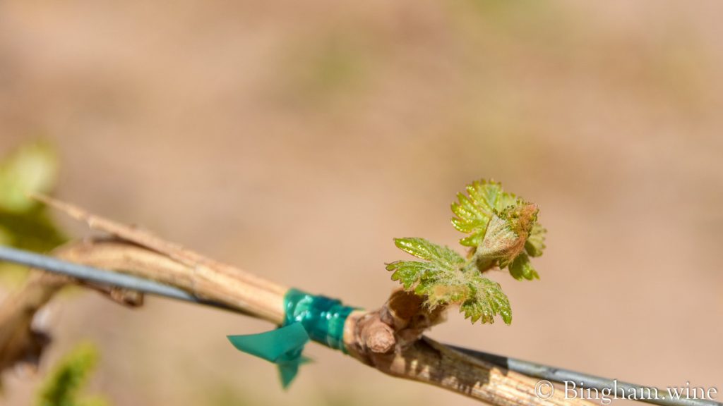 22.04.25_vineyard.drip_016-1200-web-16x9-1 | Bingham Family Vineyards grape bud close up shot