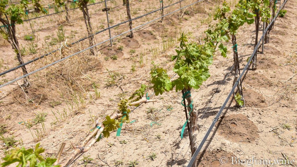 22.04.25_vineyard.drip_021-1200-web-16x9-1 | Bingham Family Vineyards Drip tape watering the vineyards at Bingham Family Vineyards