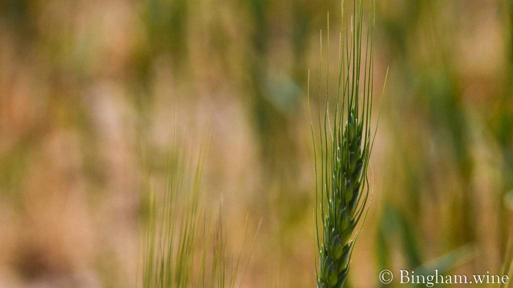 22.04.25_wheat_002-1200-web-16x9-1 | Bingham Family Vineyards Closeup of one blade of organic wheat at Bingham Family Vineyards.