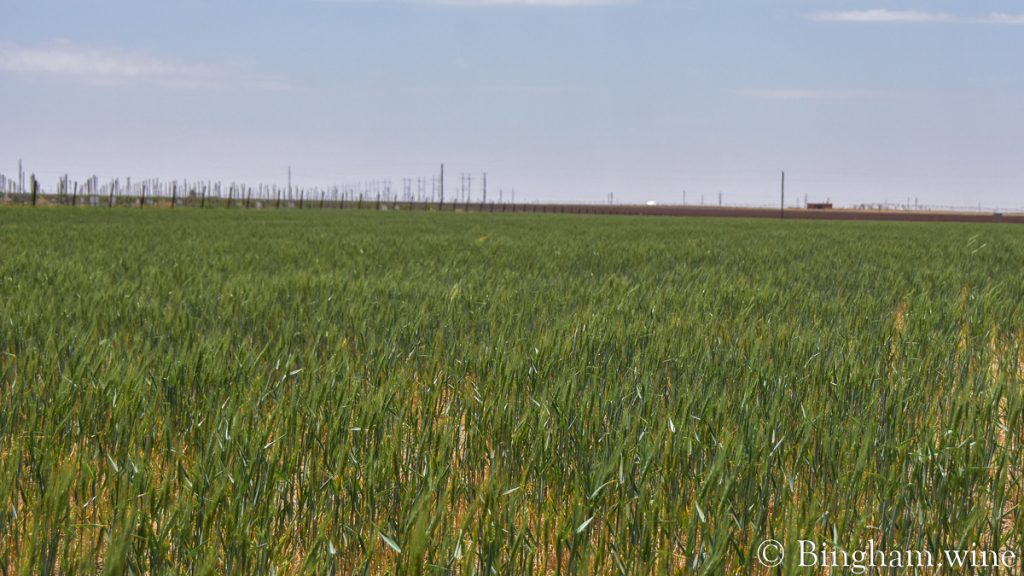 22.04.25_wheat_007-1200-web-16x9-1 | Bingham Family Vineyards Field of organic wheat at Bingham Family Vineyards