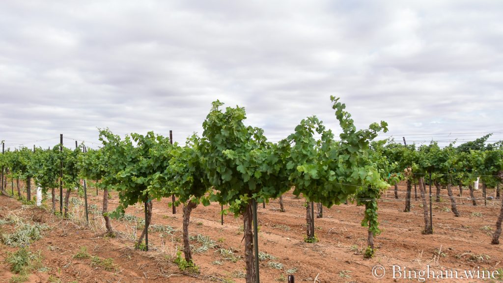 22.06.02_Gew.vineyard_001-1200-web-16x9-1 | Bingham Family Vineyards Gewurztraminer grape vines at Bingham Family Vineyards