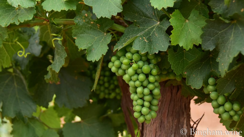 22.06.02_Gew.vineyard_006-1200-web-16x9-1 | Bingham Family Vineyards Gewurztraminer grape vines at Bingham Family Vineyards