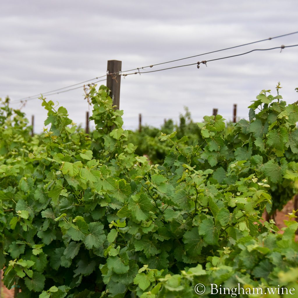 22.06.02_Gew.vineyard_007.1200.web_.1x1 | Bingham Family Vineyards Gewürztraminer growing in the vineyard at Bingham Family Vineyards
