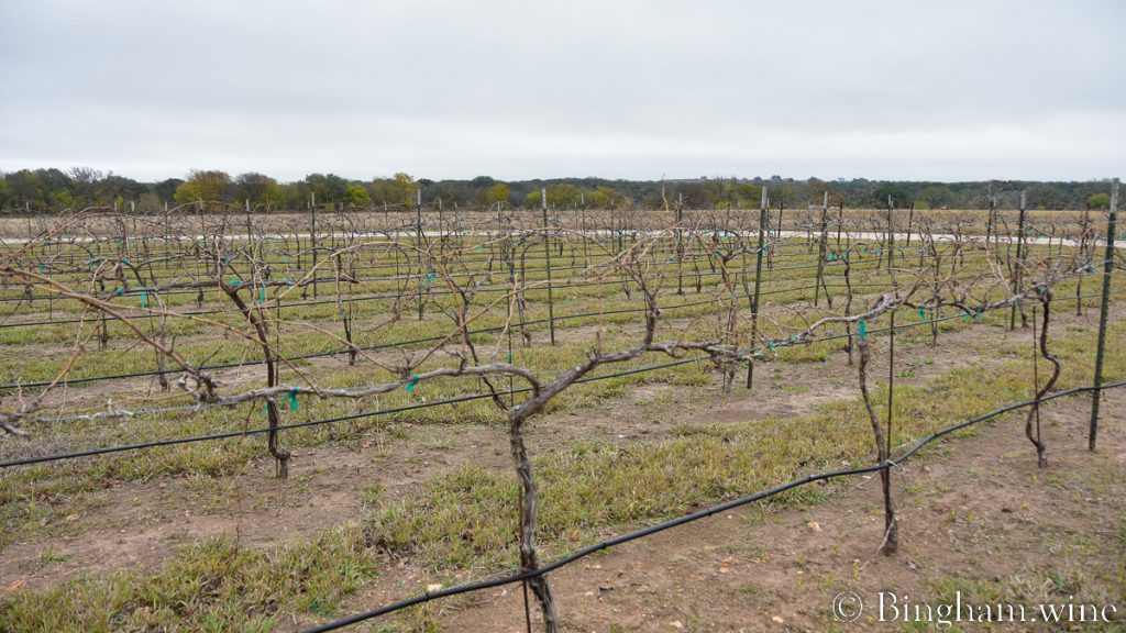 | Bingham Family Vineyards vineyard at Bingham Family Vineyards Hye