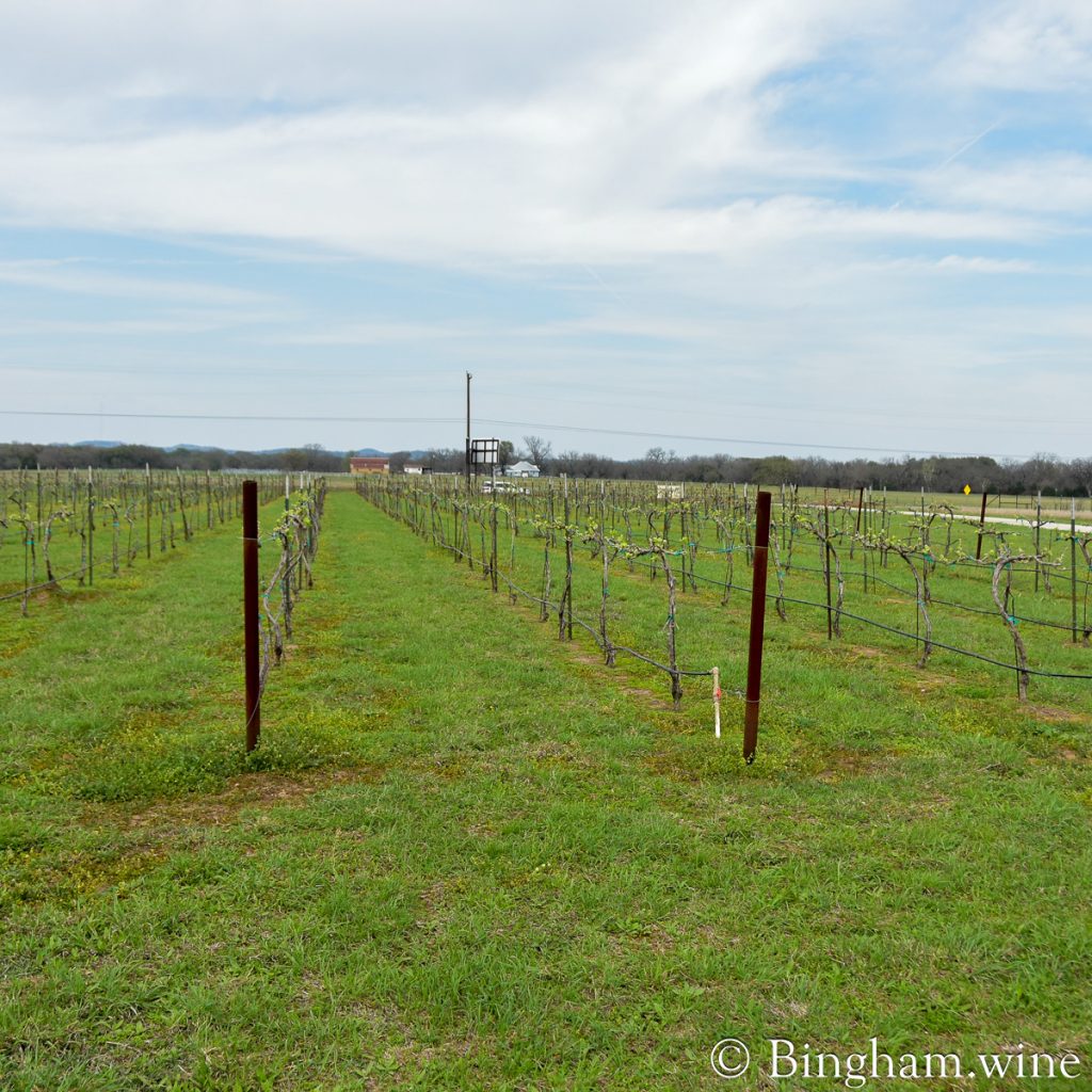 230310_HyeTexasvineyardpatioBinghamFamilyVineyards_0021200web1x1 | Bingham Family Vineyards Vineyard at Bingham Family Vineyards