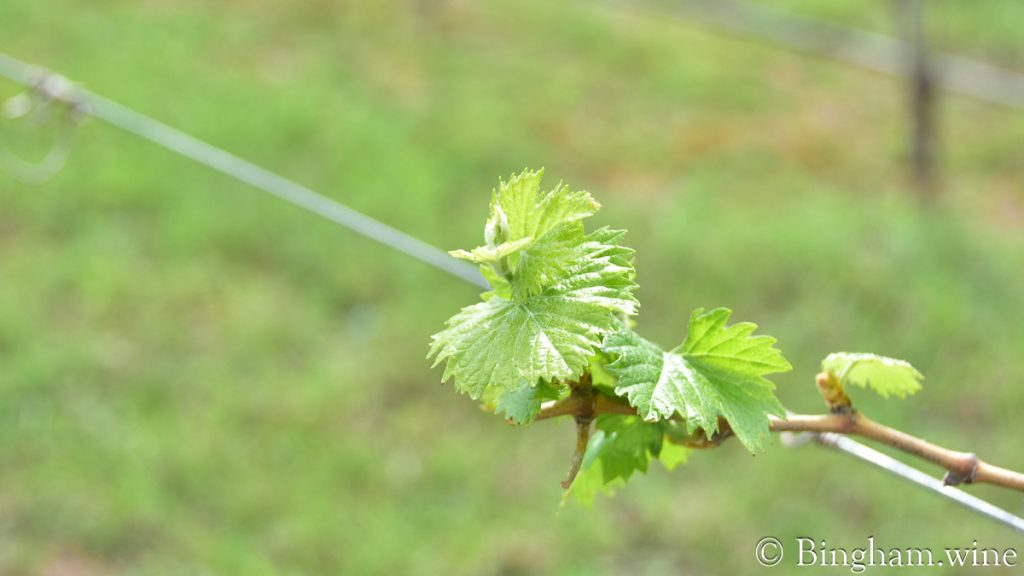 230310_HyeTexasvineyardpatioBinghamFamilyVineyards_008-1200-web-16x9 | Bingham Family Vineyards vine at Bingham Family Vineyards, Hye, Texas