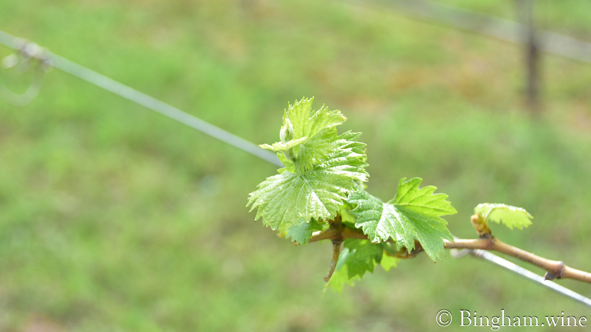 230310_HyeTexasvineyardpatioBinghamFamilyVineyards_008-1200-web-16x9 | Bingham Family Vineyards Vineyard at Bingham Family Vineyards
