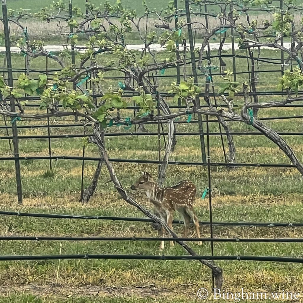 IMG_4166 11200BinghamFamilyVineyards, Hye, Texasweb1x1 | Bingham Family Vineyards fawn in vineyards at Bingham Family Vineyards, Hye, Texas.