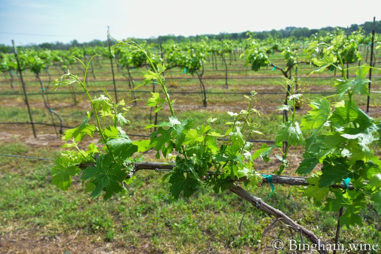 grapevines at Bingham Family Vineyards Hye, Texas