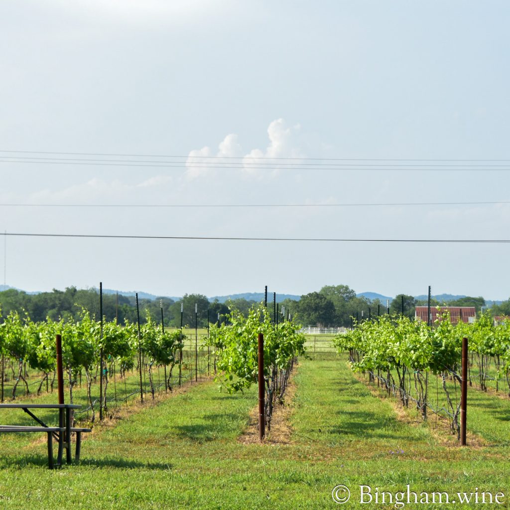 230505_Hye_0171200web1x1 | Bingham Family Vineyards vineyards at Bingham Family Vineyards, Hye, Texas