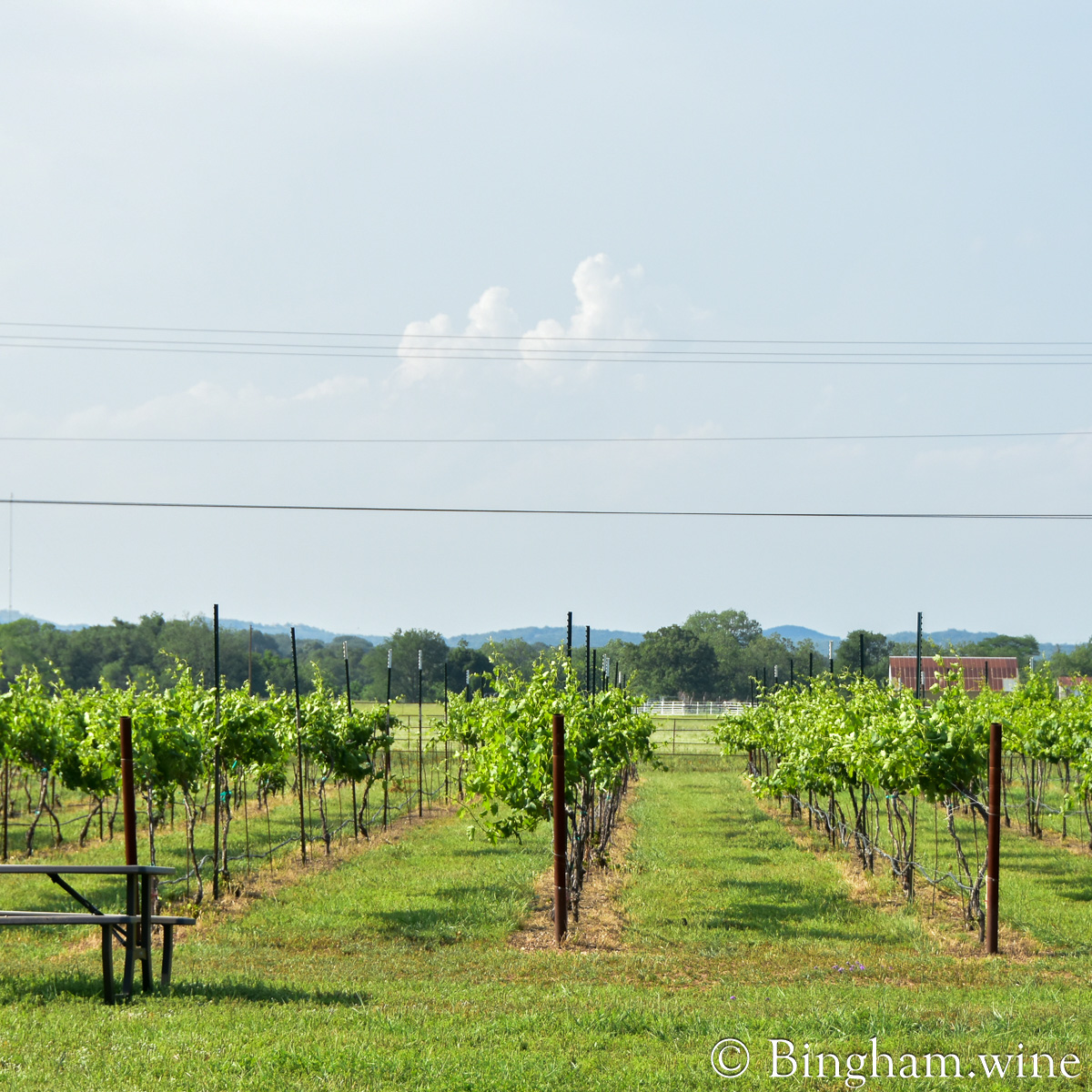 230505_Hye_0171200web1x1 | Bingham Family Vineyards vineyards at Bingham Family Vineyards, Hye, Texas