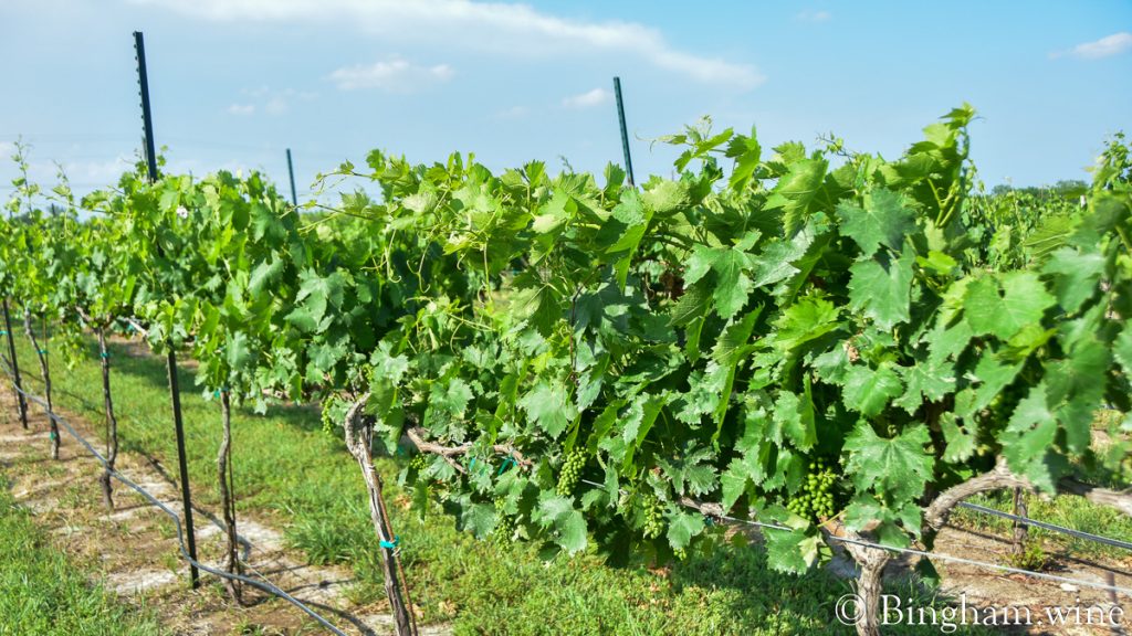 230505_Hye_022-1200-web-16x9 | Bingham Family Vineyards vineyards plants at Bingham Family Vineyards, Hye, Texas