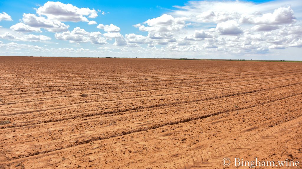 230604_cotton_002-1200-web-16x9 | Bingham Family Vineyards Cliff Bingham checking the spacing of organic cotton plants in the field at Bingham Family Vineyards and Farm