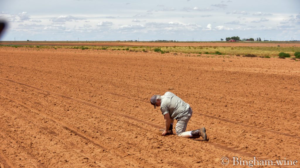 230604_cotton_003-1200-web-16x9 | Bingham Family Vineyards Cliff Bingham checking the spacing of organic cotton plants in the field at Bingham Family Vineyards and Farm