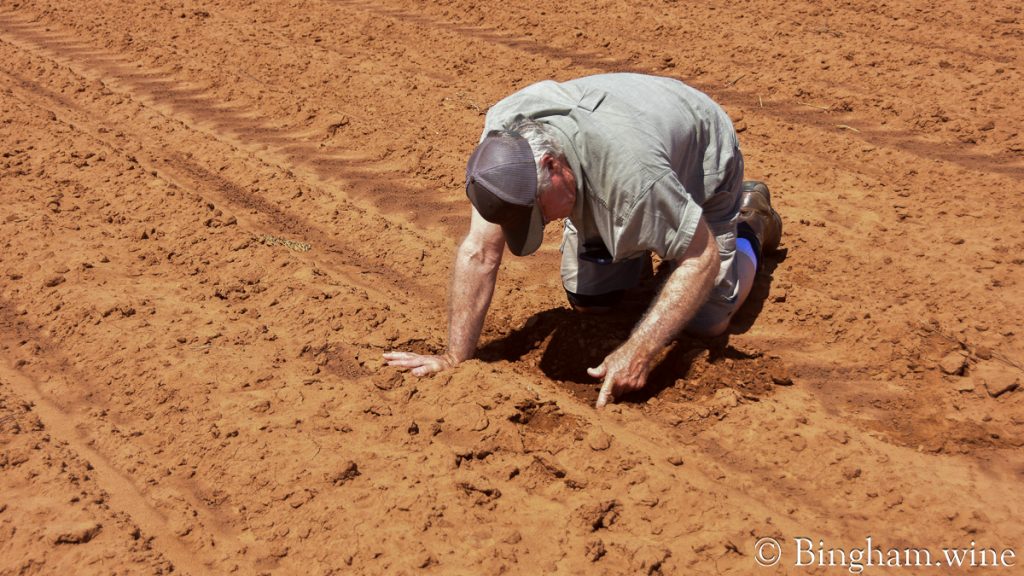 230604_cotton_004-1200-web-16x9 | Bingham Family Vineyards Cliff Bingham checking the spacing of organic cotton plants in the field at Bingham Family Vineyards and Farm
