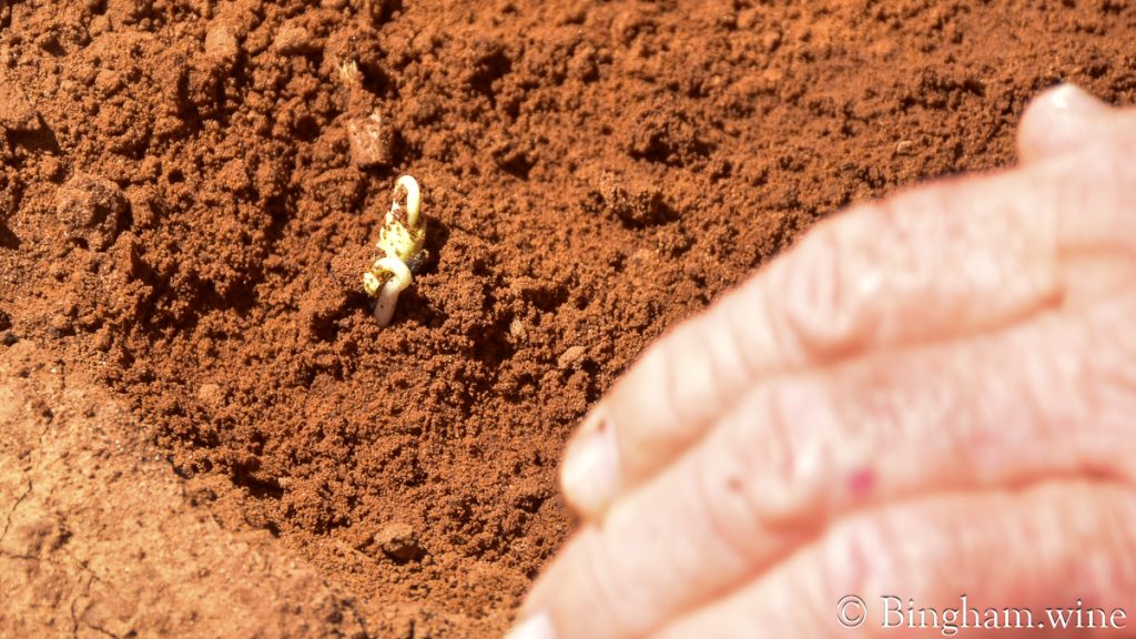 230604_cotton_005-1200-web-16x9 | Bingham Family Vineyards Organic cotton sprouting at Bingham Family Vineyards and Farm in Meadow, Texas