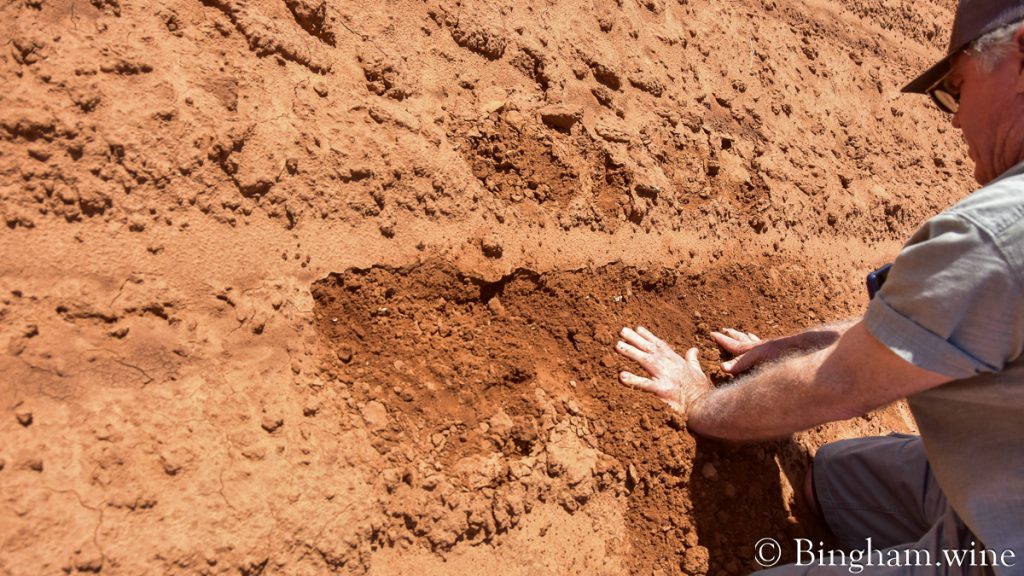 230604_cotton_008-1200-web-16x9 | Bingham Family Vineyards Cliff Bingham checking the spacing of organic cotton plants in the field at Bingham Family Vineyards and Farm